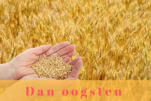 oogsten